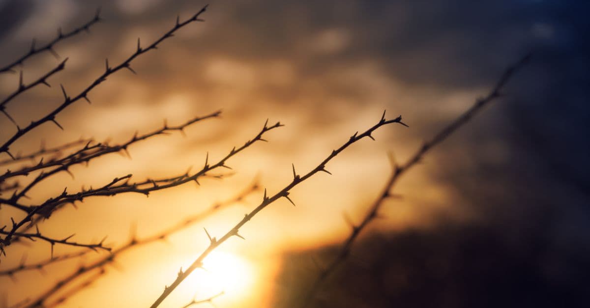 Branching Narrative Coherence Validator