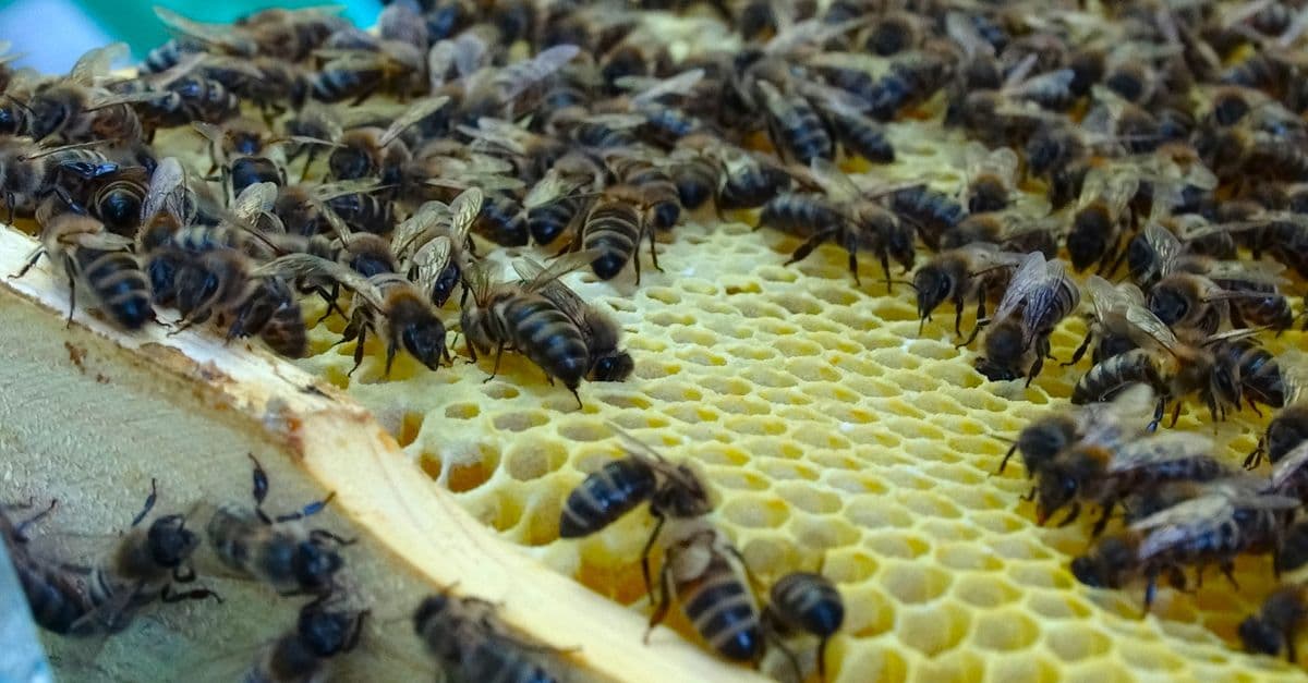 Colony Health & Breeding Performance Analysis