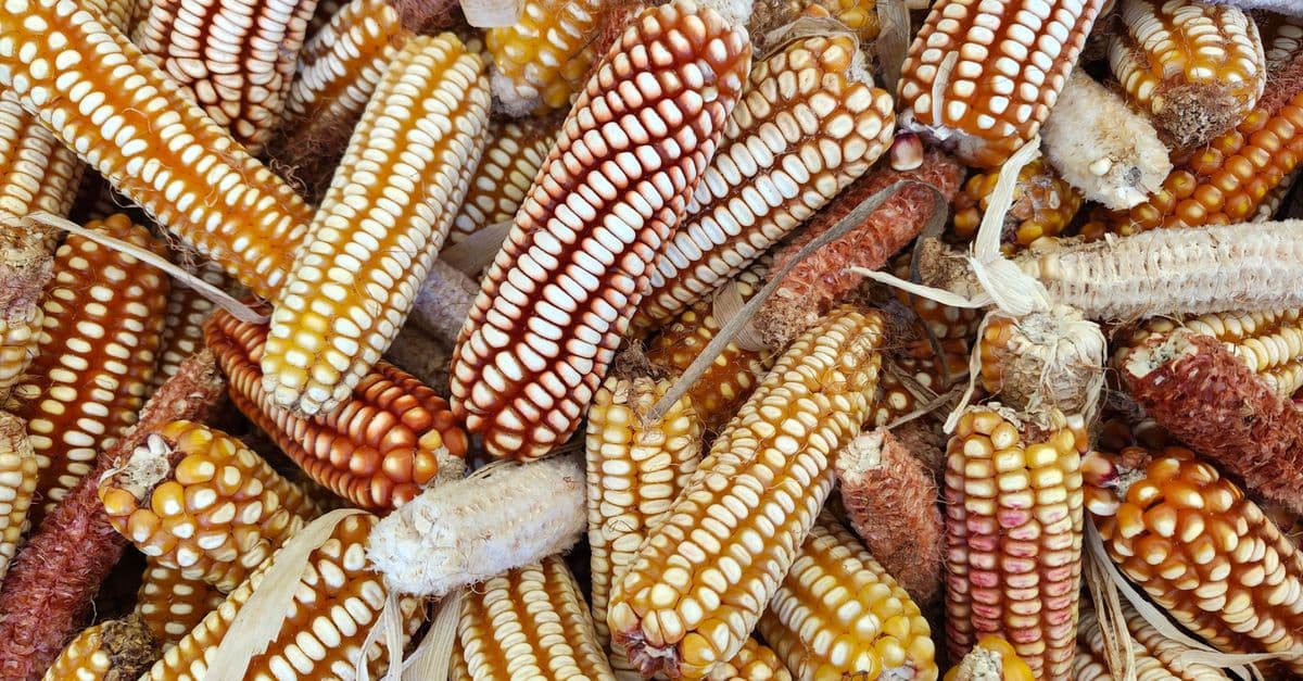 Crop Variety Selection Optimizer