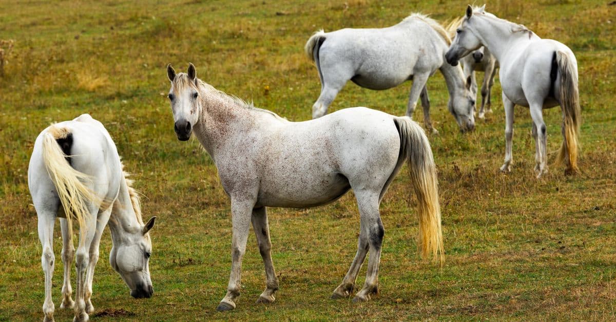 Equine Case Analysis & Treatment Protocol Generator