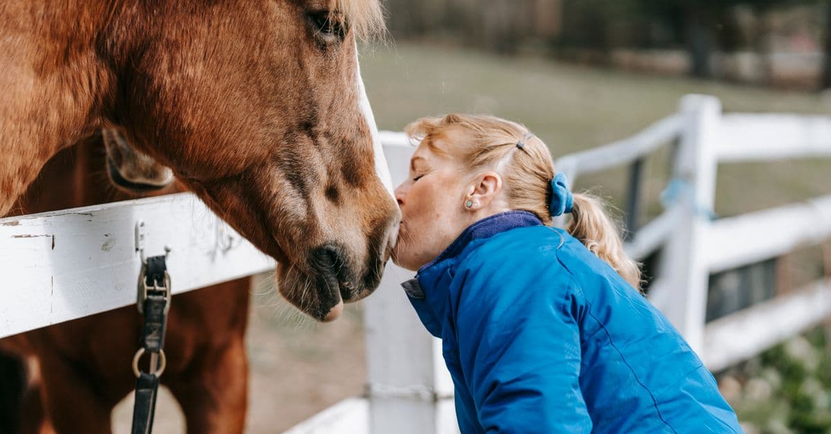Equine Lameness Diagnostic Assistant