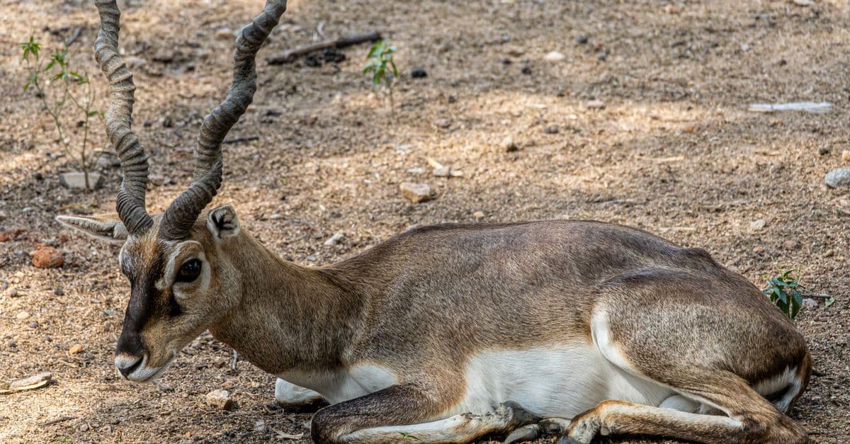 Exotic Animal Clinical Decision Support