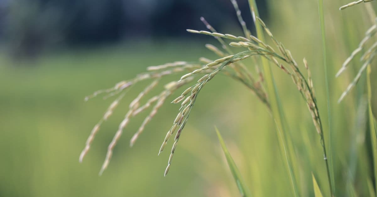 GRAS Assessment Navigator
