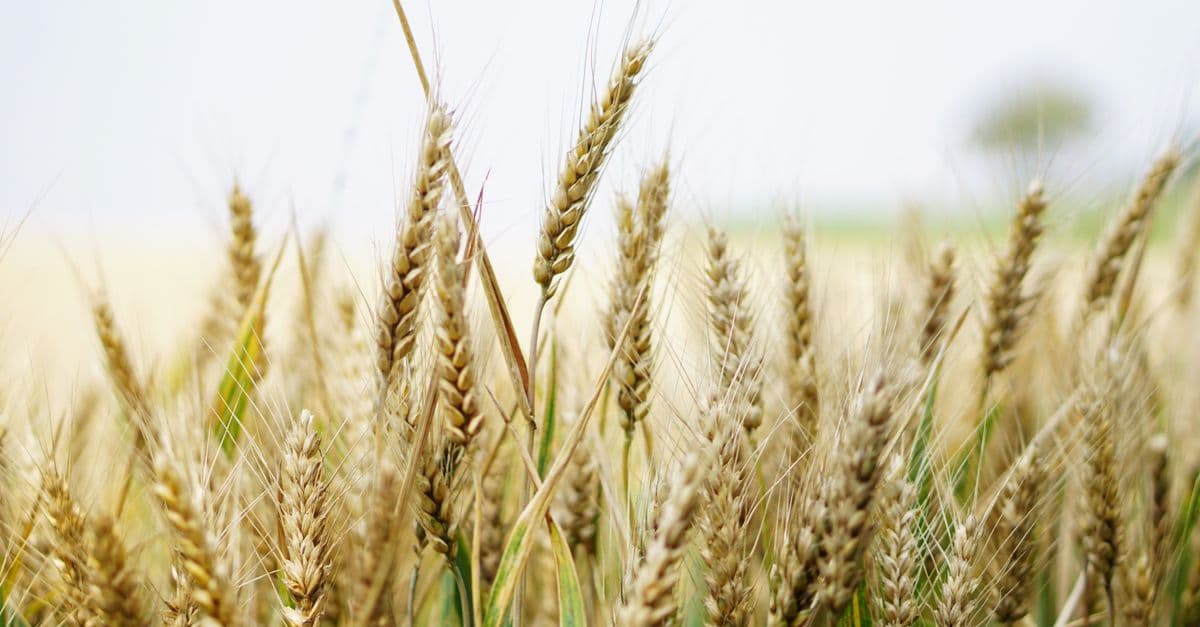 GRAS Notification Assessment & FDA Package Preparation