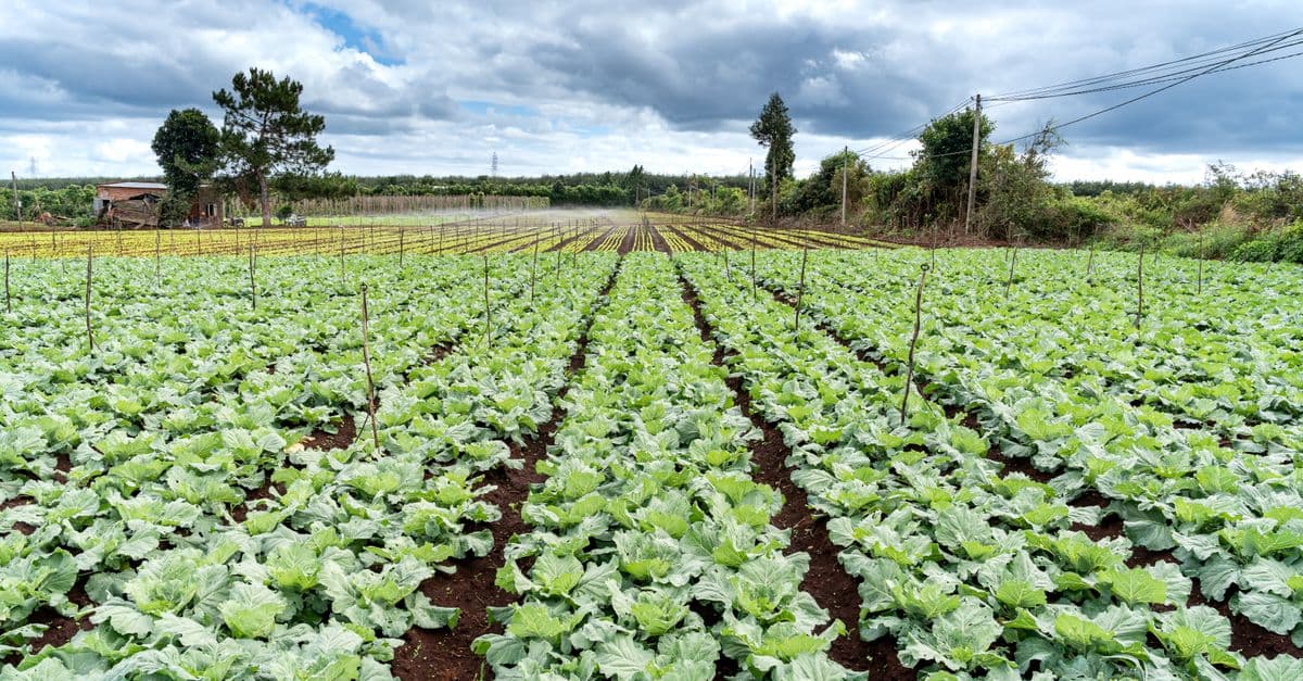 Integrated Pest Management Diagnostic Assistant