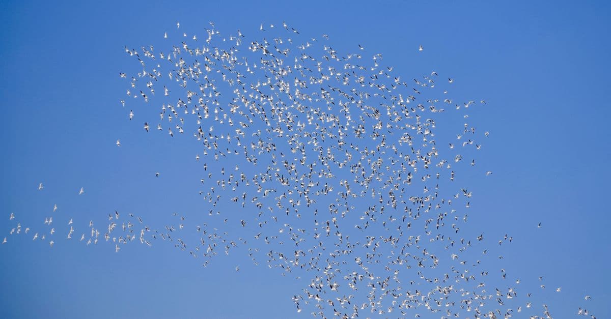 Migration Pattern Translator: Data to Policy Insights