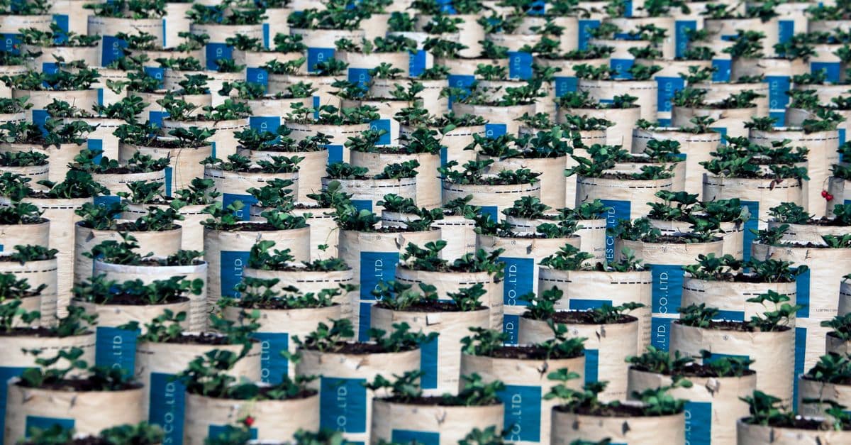 Multi-Plant Production Analysis & Optimization