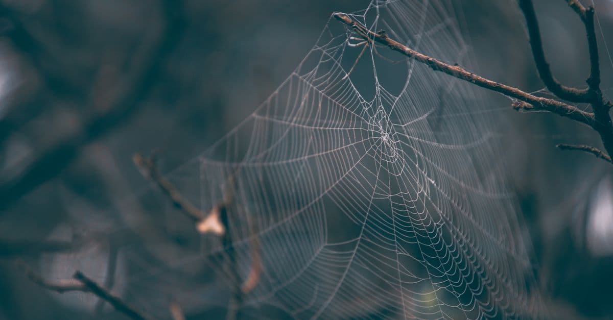 Parallel Web