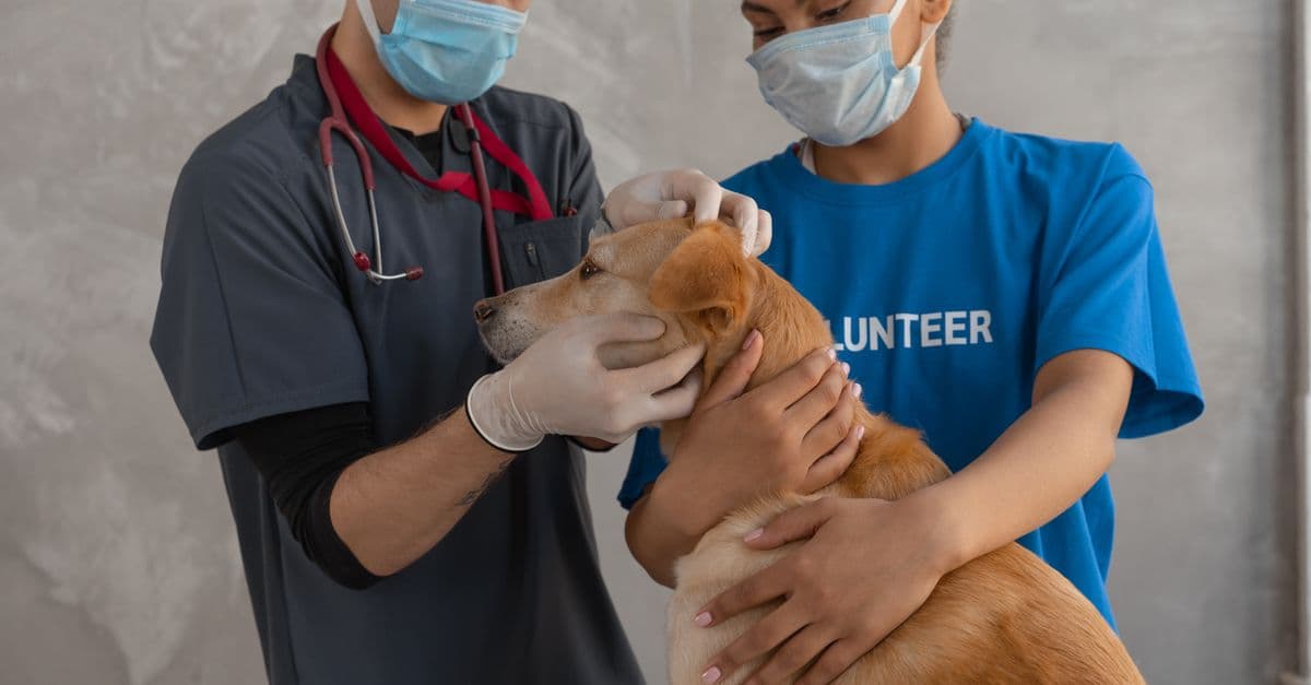 Small Animal Diagnostic Assistant