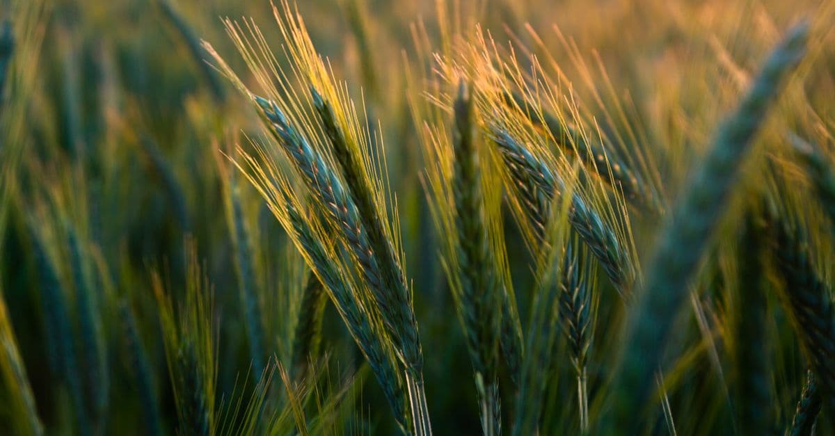 Specialty Crop Disease Identification & Action Planning