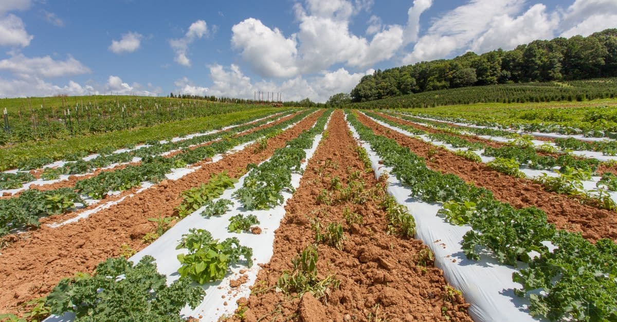 Specialty Crop Disease Management Advisor