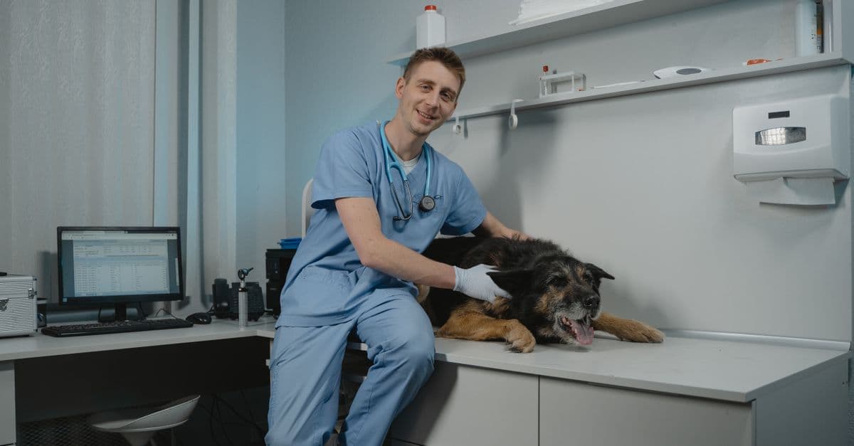 Veterinary Dermatology Case Advisor
