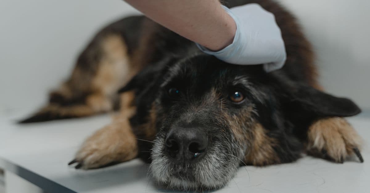 Veterinary Internal Medicine: Diagnostic Reasoning Assistant