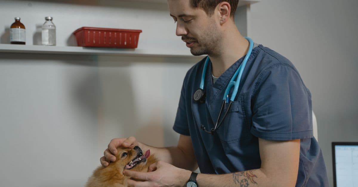 Veterinary Oncology Case Assistant