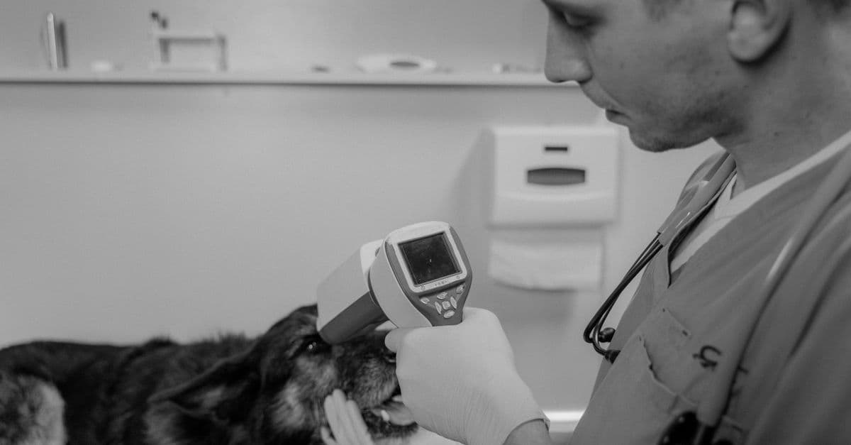 Veterinary Ophthalmology Clinical Assistant