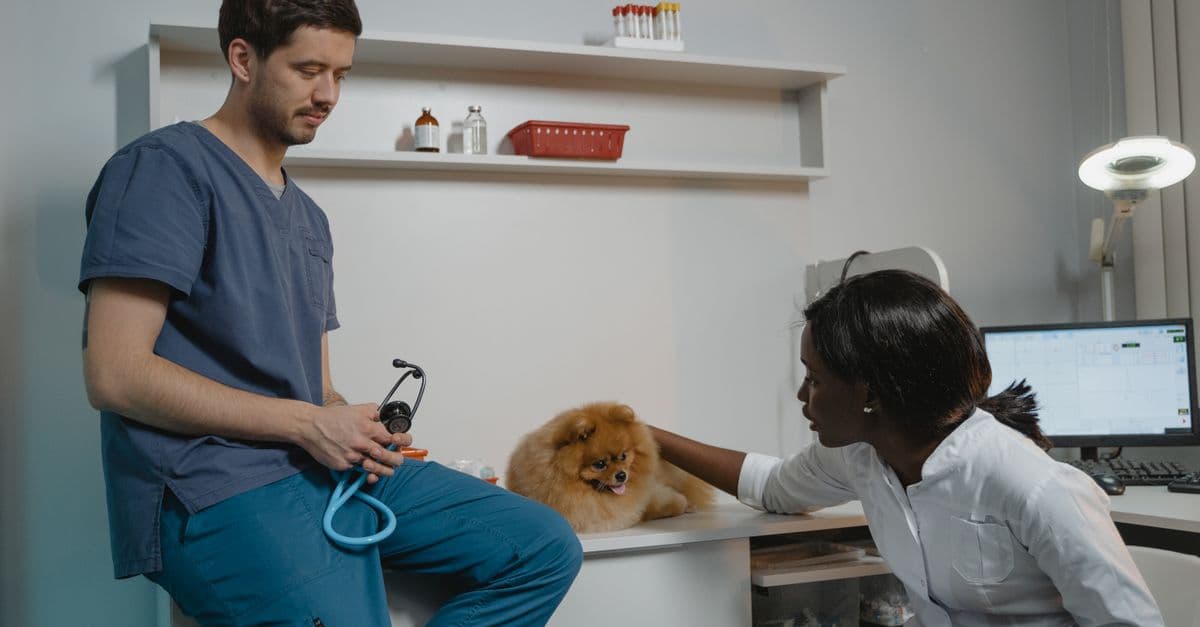 Veterinary Surgical Case Advisor