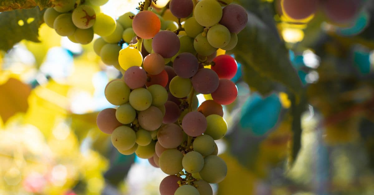 Vineyard Disease & Pest Management Protocol