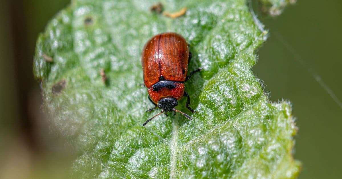 Vineyard Pest Identification & IPM Protocol Generator