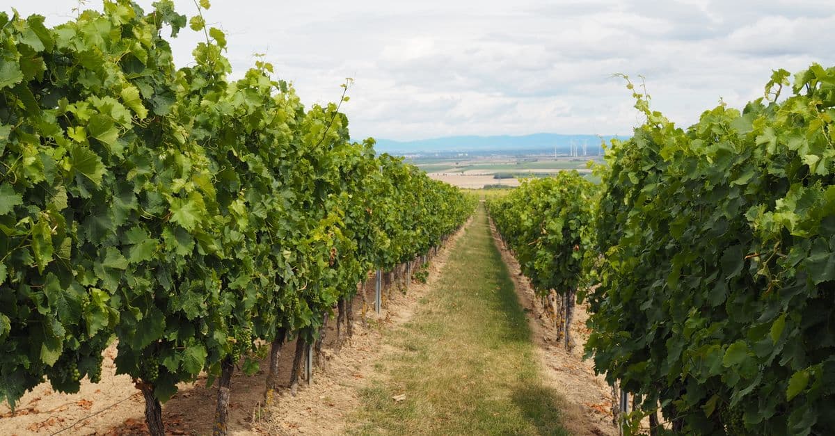 Vineyard Sustainability Assessment & Improvement Framework