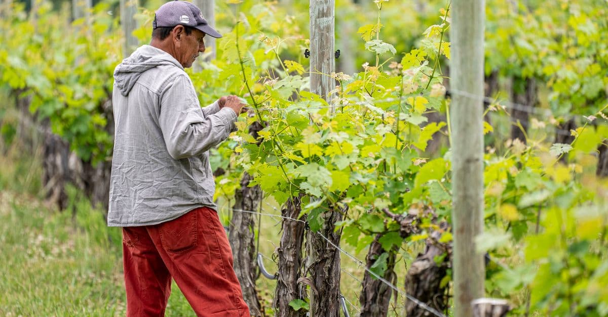 Vineyard Sustainability Assessment & Planning