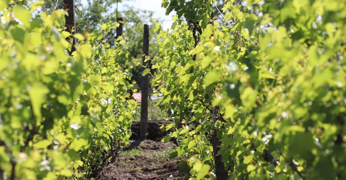 Vineyard Disease & Pest Management Diagnostic System